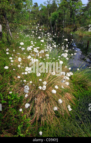 Moorlandschaft in Lueneburg Heath mit Hares-Tail Wollgras, Grasbüschel Wollgras oder ummantelten Wollgras (Wollgras Stockfoto