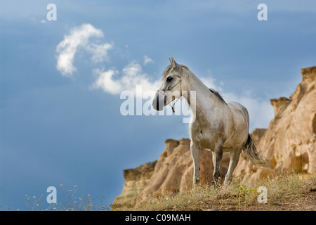Pferd in Gewitterstimmung vor Tuffstein Landschaft, Kappadokien, Anatolien, Türkei, Zentralasien Stockfoto