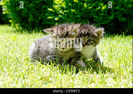 Kätzchen Stockfoto