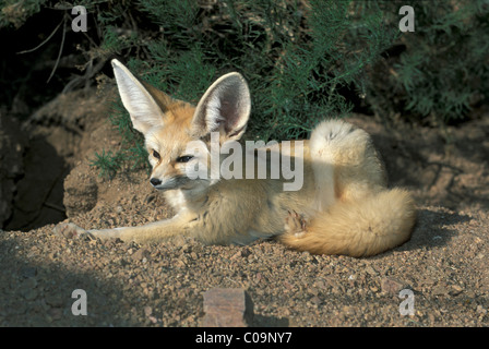 Wüstenfuchs oder Fennec (Vulpes Zerda) Stockfoto