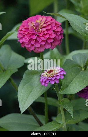 Zinnie (Zinnia Elegans), Blume Stockfoto