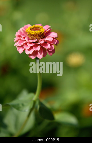 Zinnie (Zinnia Elegans), Blume Stockfoto