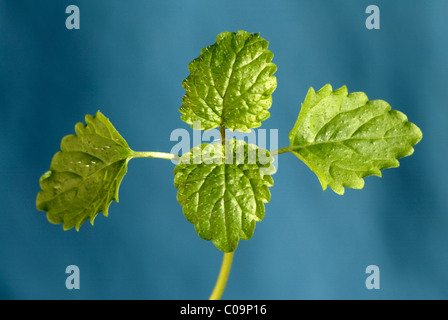 Zitronenmelisse (Melissa Officinalis), Blätter Stockfoto