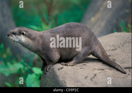 Oriental kleine krallte Otter oder asiatische kleine krallte Otter (Aonyx Cinerea), südostasiatische Lebensraum Stockfoto
