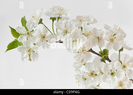 Sauerkirsche (Prunus Cerasus) Blüten Stockfoto