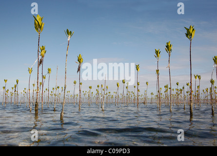 Mangrove-Aufforstung, Pflanzung Mangroven, Mangrovenwald ein Jahr alt, Bohol, Visayas, Philippinen, Südostasien, Asien Stockfoto