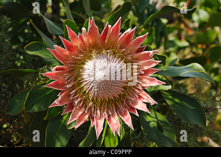 Königsprotea (Protea Cynaroides), Nationalblume von Südafrika, floristische Kapregion, Südafrika, Afrika Stockfoto