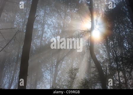 Morgensonne in einem Nebel gefüllt Wald, Sahib Kasih Berg, Taratung, Batak-Region, Sumatra, Indonesien, Asien Stockfoto