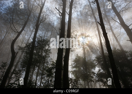 Morgensonne in einem Nebel gefüllt Wald, Sahib Kasih Berg, Taratung, Batak-Region, Sumatra, Indonesien, Asien Stockfoto