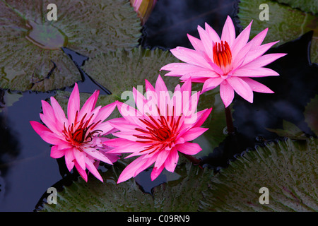 Seerosen (Nymphaea), Samosir Insel, Lake Toba Batak-Region, Sumatra, Indonesien, Asien Stockfoto