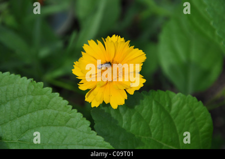 Eine einzelne Coreopsis Blüte mit einer Biene in der Sonne Stockfoto