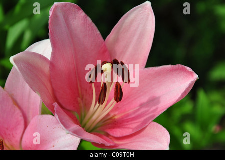 Eine Nahaufnahme von einem rosa Taglilien im Sommer Stockfoto