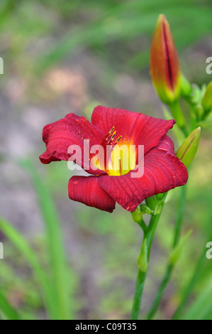 Rote und gelbe Taglilien in voller Blüte Stockfoto