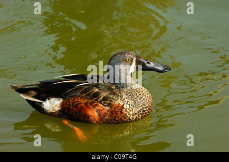 Australasian Löffelente (Anas Rhynchotis), Männlich Stockfoto