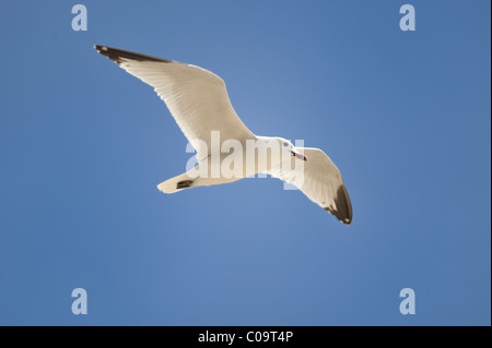 Möwe im Flug Stockfoto