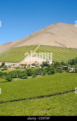 Landschaft, Weinberge, Landwirtschaft, fruchtbaren Tal, Wüstenberge, Pisco Elqui, Dorf, Vikunja, Valle d'Elqui, Elqui-Tal Stockfoto