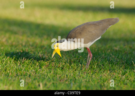 Maskierte Kiebitz (Vanellus Miles), Australien Stockfoto