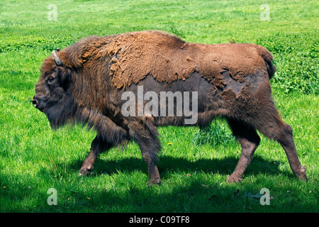 Wisent oder europäische Bison (Bison Bonasus) Stockfoto