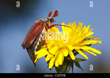 Europäische Maikäfer Käfer oder Maikäfer (Melolontha Melolontha) auf eine Blume Löwenzahn (Taraxacum Officinale) Stockfoto