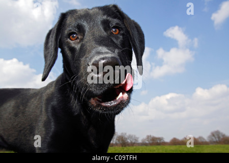 Schwarze Labrador Retriever Hund, junger Hund, Hund, portrait Stockfoto