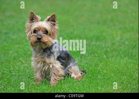 Yorkshire Terrier, auf einer Wiese Stockfoto