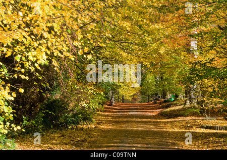 Spektakuläre Buche Baum gesäumten Straße im Herbst, Whitegate, Cheshire, England, UK Stockfoto