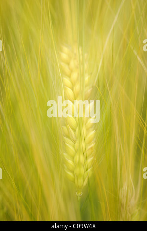 Hälfte-reif Ohr der Gerste (Hordeum Vulgare), Deutschland, Europa Stockfoto