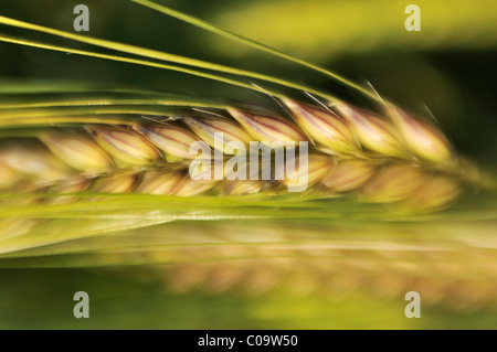 Hälfte-reif Ohr der Gerste (Hordeum Vulgare), Deutschland, Europa Stockfoto