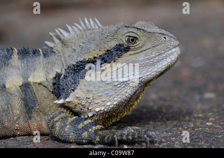 Australischer Wasserdrache / Australische Wasseragame Stockfoto, Bild