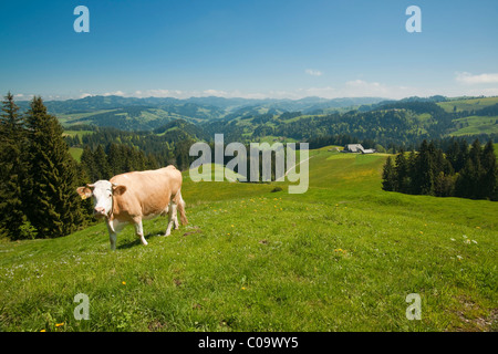 Emmentaler Landschaft mit Vieh über Eggiwil, der Kanton Bern oder Bern, Schweiz, Europa Stockfoto