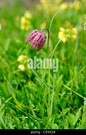 Schlange den Kopf Fritillary, Checkered Narzisse, Schach Blume (Fritillaria Meleagris) Stockfoto