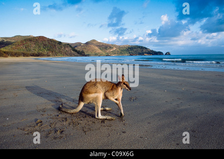 Hübsches Gesicht Wallaby oder Whiptail Wallaby (Macropus Parryi) an einem Strand, Queensland, Australien Stockfoto
