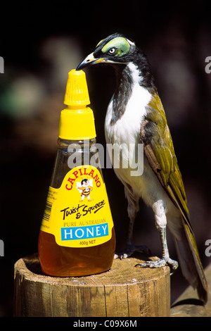 Blau-faced Honigfresser oder Bananabird (Entomyzon Cyanotis), Küken lecken eine Honig-Flasche, New-South.Wales, Australien Stockfoto