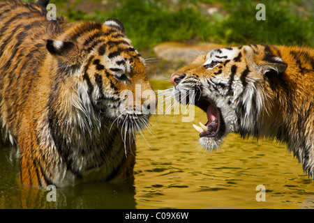 Zwei Tiger (Panthera Tigris) Stockfoto