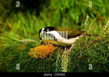 Blau-faced Honigfresser oder Bananabird (Entomyzon Cyanotis), Jungvogel sitzt auf einem Grevillea, New-South.Wales, Australien Stockfoto