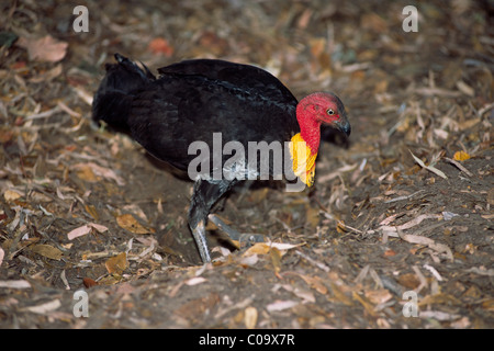 Australische Pinsel-Türkei (Alectura Lathami), Männlich, Scharren auf dem Nest, Queensland, Australien Stockfoto