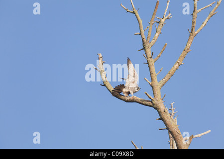 Habicht, immer bereit zum Flug aus einem toten Baum Stockfoto