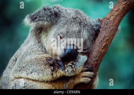 Koala (Phascolarctos Cinereus) schlafen auf einer Niederlassung, New-South.Wales, Australien Stockfoto