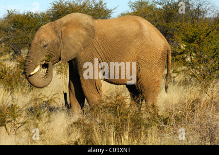 Afrikanischer Elefant (Loxodonta Africana) auf Nahrungssuche in den Dorn Busch Savanne, Madikwe Game Reserve, Südafrika, Afrika Stockfoto