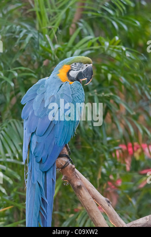 Eine blaue-gelbe Ara thront im dichten Dschungel Laub. Stockfoto