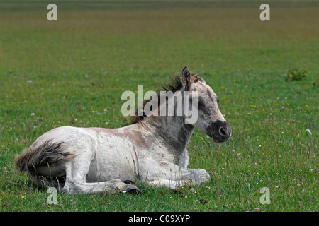 Konik-Pferd (Equus Przewalskii F. Caballus), Fohlen, Tarpan oder Wildpferd, Rückzüchtung Stockfoto