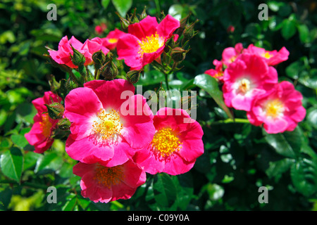 Rose, amerikanischer Säule Vielfalt (Rosa Sorte amerikanischen Säule), rambling rose, Kletterrose Stockfoto