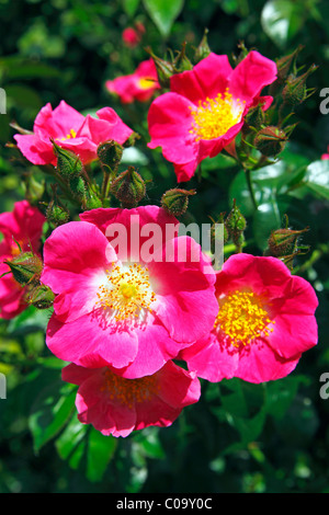 Rose, amerikanischer Säule Vielfalt (Rosa Sorte amerikanischen Säule), rambling rose, Kletterrose Stockfoto