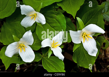 Eine Gruppe von vier wilde Trillium Blumen wachsen in einem Wald auf Vancouver Island Stockfoto