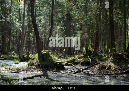Frühling-Erle Moor Wald mit stehendem Wasser morgens Stockfoto
