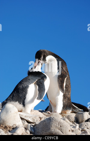 Adelie Penguin übergeordnete Fütterung Küken (Pygoscelis Adeliae). Paulet Insel, antarktische Halbinsel. Stockfoto