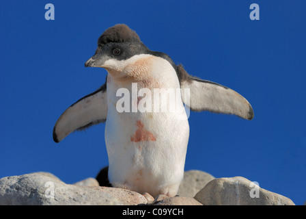 Adelie Pinguin Küken (Pygoscelis Adeliae). Paulet Insel, antarktische Halbinsel. Stockfoto