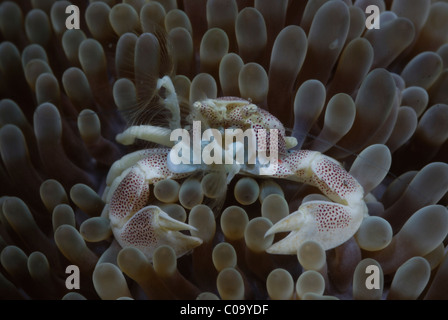 Porzellan Krabben (neopetrolisthes Maculatus) auf einer Anemone. Lembeh Strait, celebes Meer, Nord Sulawesi, Indonesien. Stockfoto