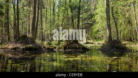 Frühling-Erle Moor Wald mit stehendem Wasser Stockfoto