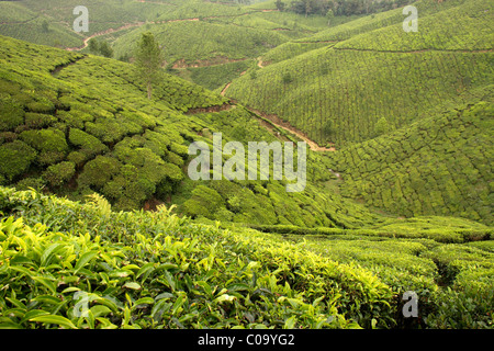 Zusammenfassung von Teeplantagen in den malerischen touristischen Hügel Bahnhof Munnar, Kerala, Indien Stockfoto